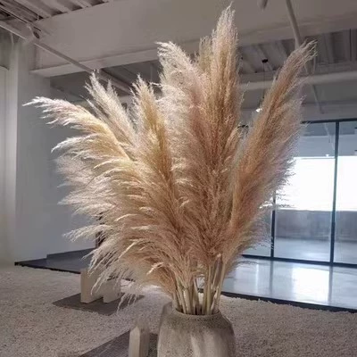 Сушёные цветы тростниковый крупный тростник pampas трава декор свадебная ландшафтная дизайн Амазон pampas града-граница натуральный реальный букет цветов