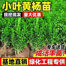 瓜子黄杨苗小叶黄杨苗黄杨树苗万年青庭院绿篱盆景树桩独杆黄杨球