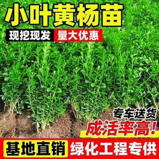 �����S����С�~�S�����S������f����ͥԺ�G�h�辰�䘶���U�S����