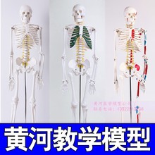 45 85 170cm人体骨骼模型骨架人体模型成人小白骷髅教学脊椎全身