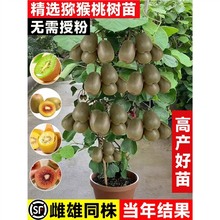 正宗猕猴桃树果苗红心软枣雌雄同株耐寒特大南北种植庭院当年结果