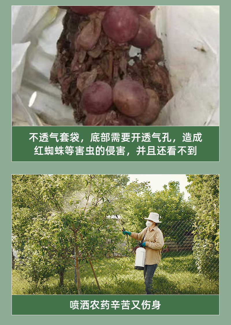 水果套袋防虫