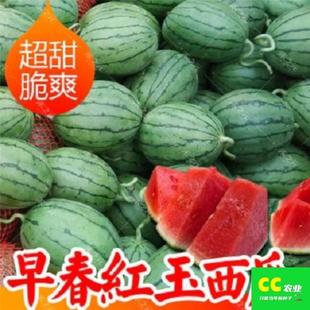 �紺�t�����ϷN��������Ƥ���߲˷N���r���ļ���С���ϷN��