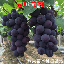 �޷������� �޷����ј��� ���������Ե��� ���@�Nֲ ������ľ���l