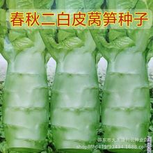 二白皮圆叶莴笋种子】耐热耐寒秋播大田高产蔬菜籽粗棒莴苣种子