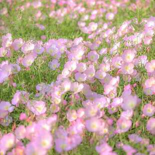 ҊݻNҹ㻨ѷNͥԺ׷Nļ_