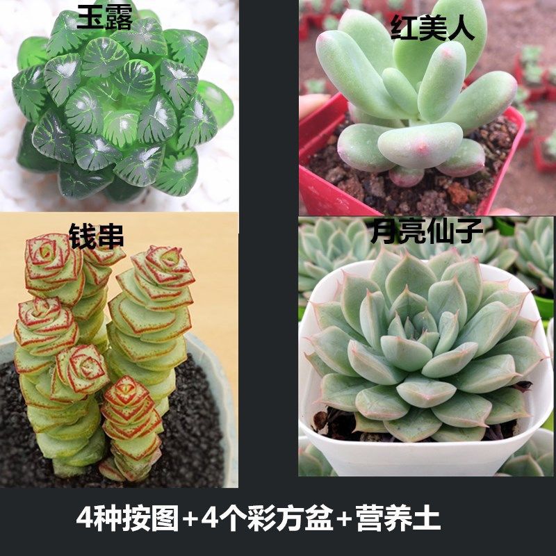 제이드듀 + 레드뷰티 + 돈끈 + 요정은 화분이 필요합니다. 화분과 함께 주문하세요.