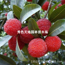 早熟杨梅苗王子安海杨梅苗嫁接杨梅树苗南方种植果苗当年挂果地栽