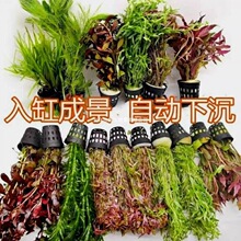 �~��ˮ��ֲ������쾰�ײ�ȫ�����ˮ�ݾGֲ�b�����ˮ�Ű����f