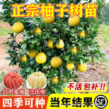 柚子树苗嫁接泰国暹罗红柚苗文旦红心蜜柚特大果树果苗南北方种植