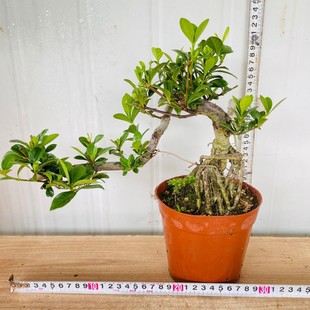 懸崖牡丹梔子花提根飄枝九里香造型羅漢松盆景白蠟女貞微盆景老樁