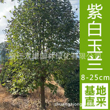 紫玉兰白玉兰5-30公分黄玉兰广玉兰玉兰树