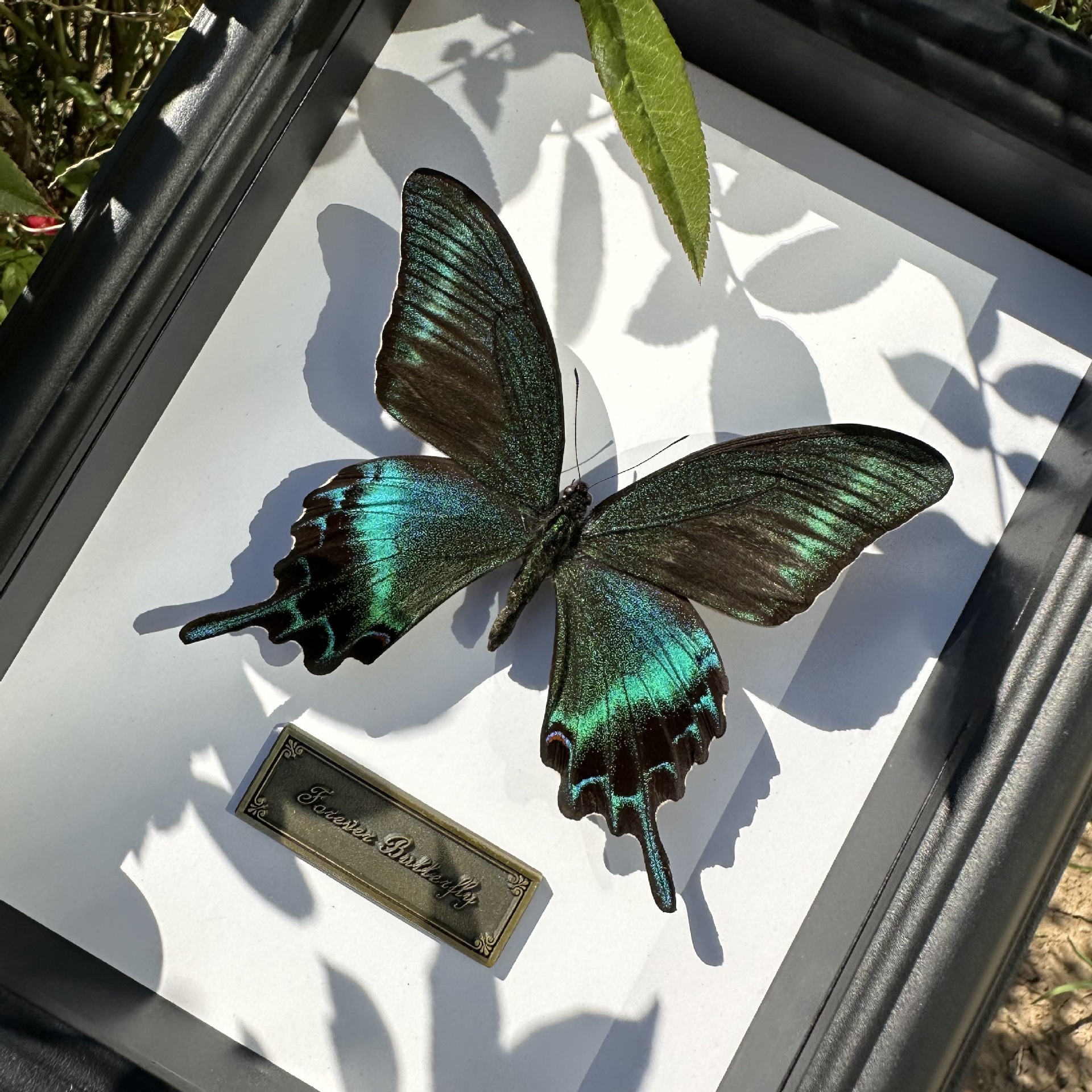 真蝴蝶标本相框摆件装饰画生日礼物幼儿园蓝色稀有展示摄影伴手礼