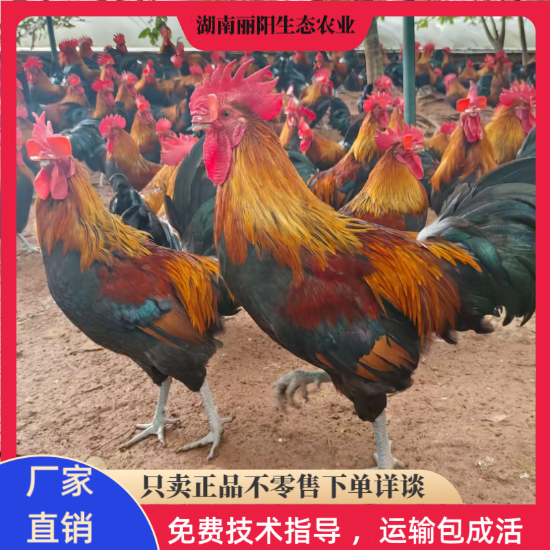黑瑶鸡混苗孵化场供应出壳小脚鸡苗脱温鸡仔另有黄麻鸡黑鸡三黄鸡
