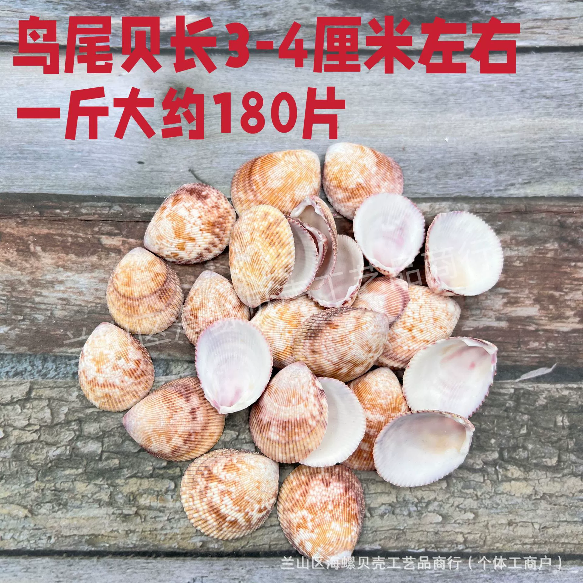 Shell Natural Shell Conch Stars Drifting Bottle Shell Crafts Wholesale Diy Handmade Shell Materials