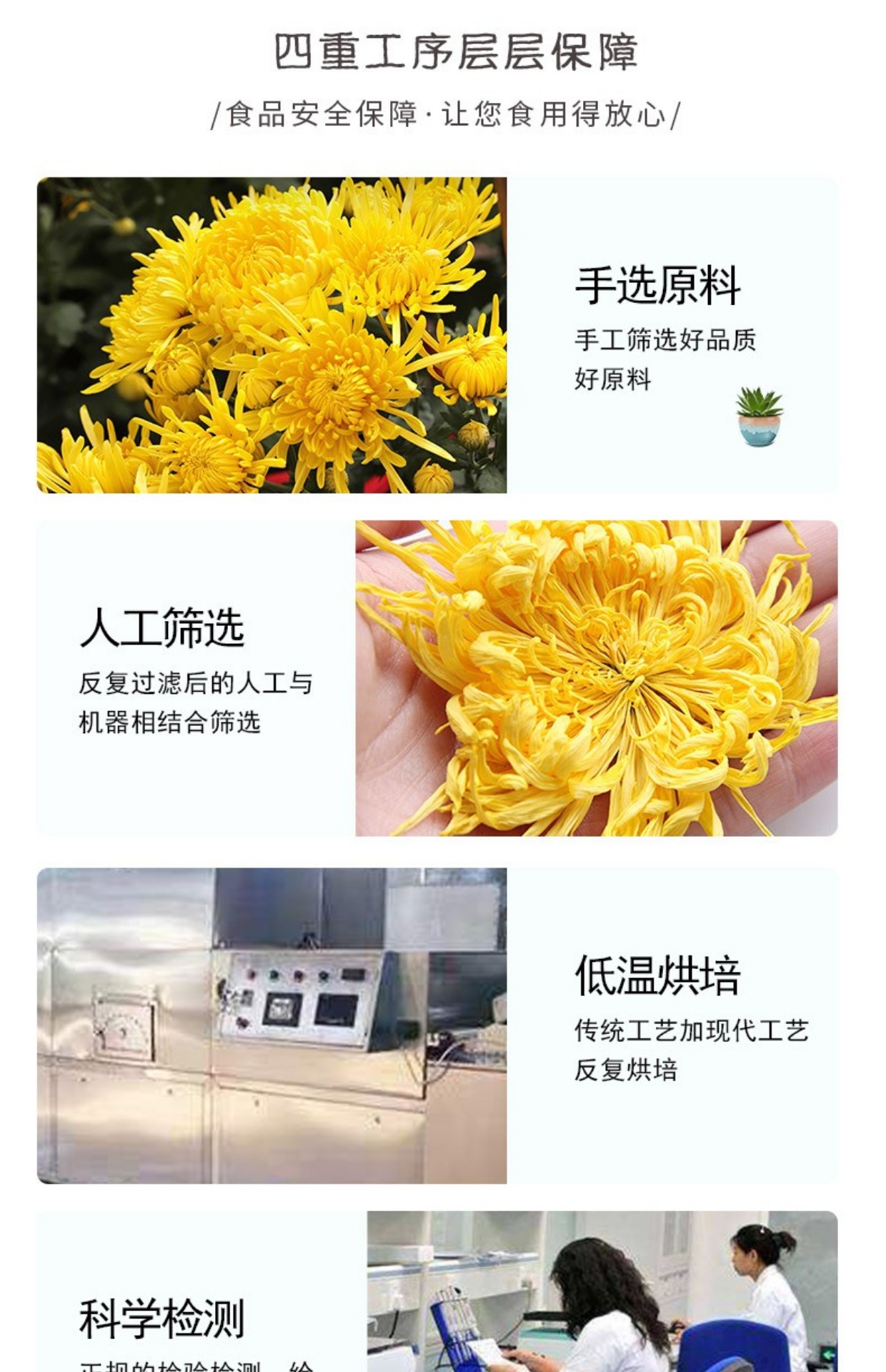 Golden Silk Chrysanthemum Tea Large Blooms Jin Si Huang Ju 50g One Flower Per Cup specifications