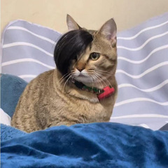 ネット赤ペットかつら梅狸猫かつら犬お笑いかつら首振りかつら