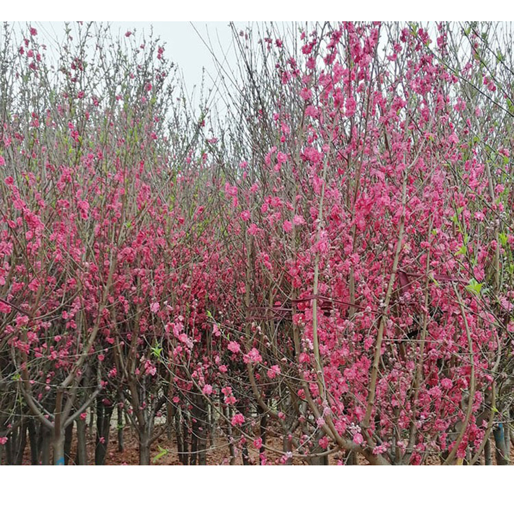 苗圃直供 红叶碧桃树苗 红叶碧桃 基地批发 红叶碧桃树 量大价优