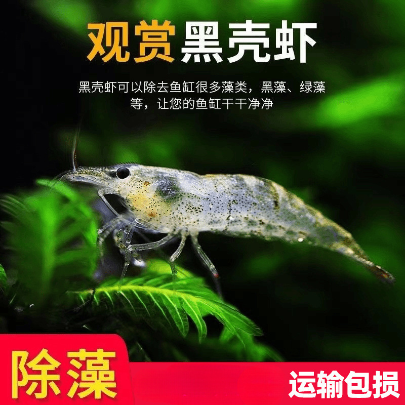 黑壳虾鲜活观赏虾除藻鱼缸小虾淡水耐活冷水号清洁极火樱花虾