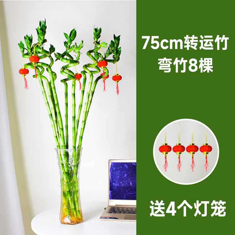 75cm 이동 대나무 곡선 대나무 8개 + 랜턴 4개