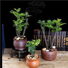 С�~�ڹǲ���̴�������l�������Ի����辰�䘶�҃��^�p�ļ�����