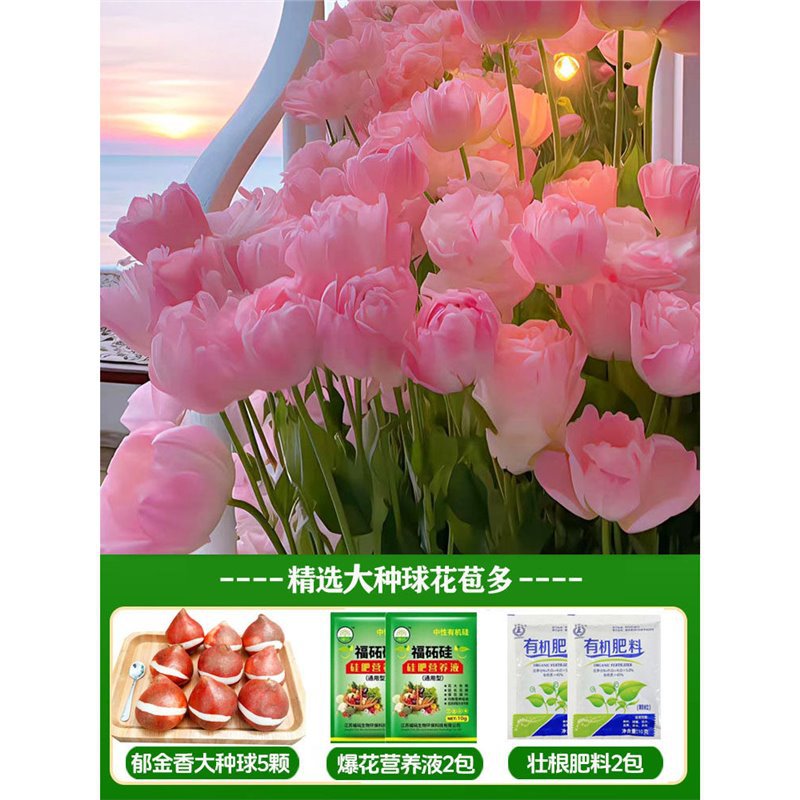 A11 madman tulip 3 big balls + nutrient solution + fertilizer