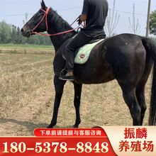 景区观赏伊犁马性格温顺四川骑乘马市场马匹繁殖场家
