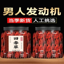 回春草500g云南新鲜旗舰店顶天住泡酒草苁蓉茴春草不老草