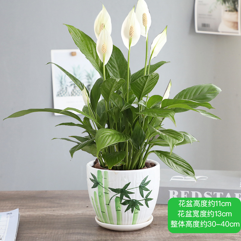 특급 부드러운 항해 흰색 팜 + 대나무 운율 세라믹 분지