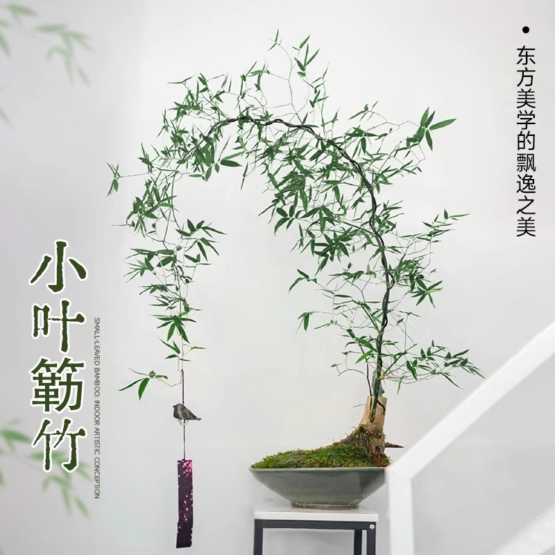 Small-Leaf Bamboo Bonsai, Old Stump Bamboo, Office Green Plant, Natural Stump Indoor Zen-Style Finished Bonsai, Mature Stump