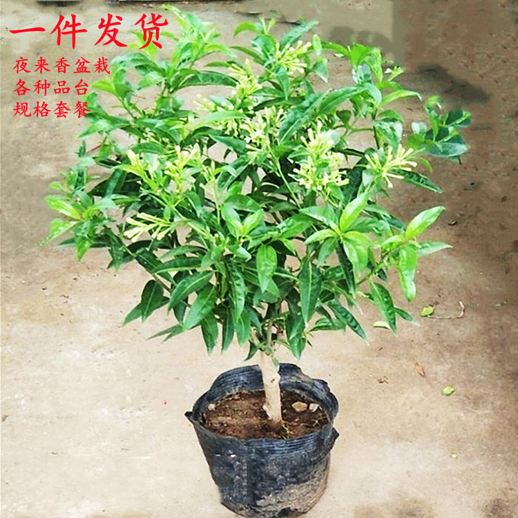 Fragrant Night-Blooming Jasmine Sapling, Nine-Mile Fragrant Jasmine Potted Green Plant, Indoor Flower Seedling Blooms in the Same Year