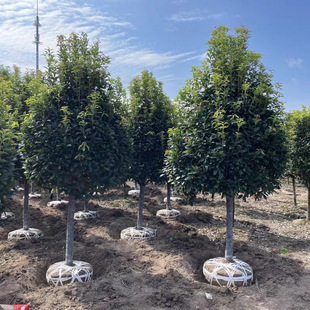 �𻨘�������ļ�����𻨘��𵤹�����ͥԺֲ���̨���㻨��