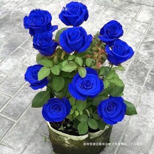 �{ɫ����Ϙ�ֱ�lõ�廨�_���ϸ������ļ��ش��҃��¼���������