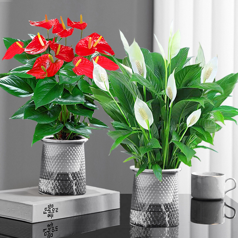 특급 안스리움 + 특급 화이트 팜 + 별이 빛나는 화분 2개 + 영양액