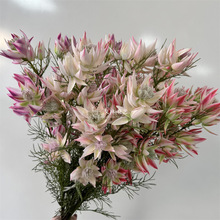 �Ϸ����ﻨ��Ů���¿�����Ʒ�|�������OӋ���յ��� ���g�����