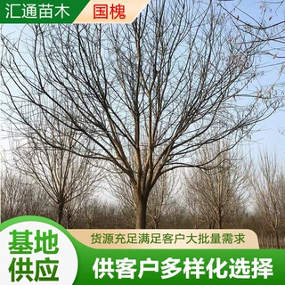 销售 国槐树苗 嫁接庭院种植观赏苗木室内盆栽地载槐树小苗
