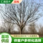 嫁接庭院盆栽种植树苗