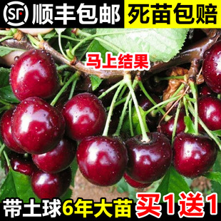 Cherry Saplings, Cherry Trees, Southern and Northern Potted Courtyard Fruit Trees, Dwarf Cherry Trees, Large Cherry Seedlings