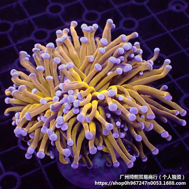柴头珊瑚沙巴澳洲印尼金火柴头大集合珊瑚活体火炬圣杯珊瑚其它