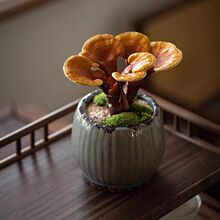 �`֥�����҃�����Ȥζ�^�~ֲ����B�׻��ݗ�����Gֲ�k����