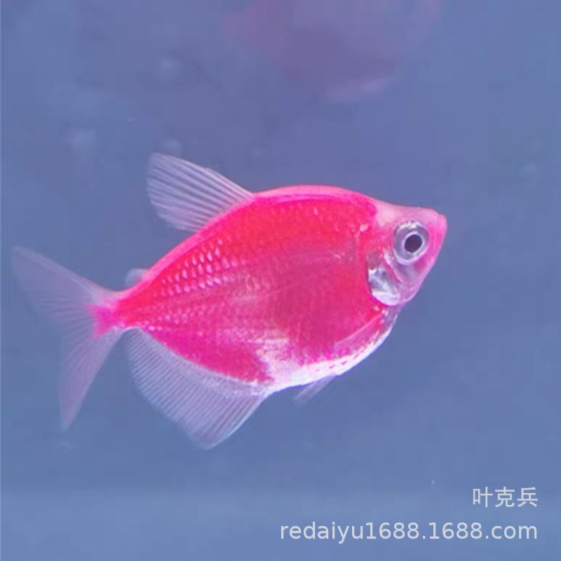上海热带鱼养殖场批发粉天使鱼 红天使 红衣天使鱼-阿里巴巴