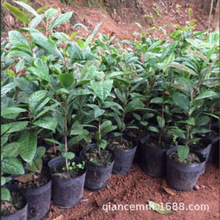 �𻨲������ǰ��}�𻨲����Կ�ʳ���҃����ͺ������ļ����Gֲ��