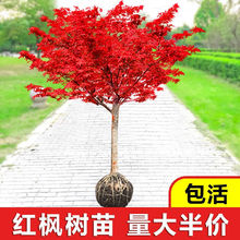 紅楓樹苗日本紅楓紅舞姬中國紅楓庭院別墅道路綠化美國紅四季盆栽