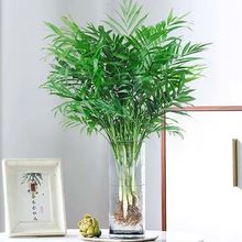 袖珍椰子富贵凤尾竹水培绿植室内办公观叶盆栽四季常青好养活植物