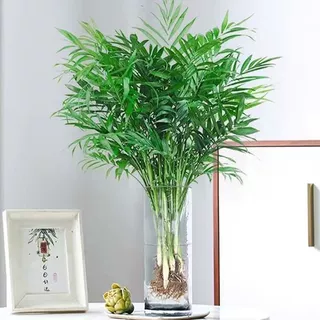 袖珍椰子富贵凤尾竹水培绿植室内办公观叶盆栽四季常青好养活植物