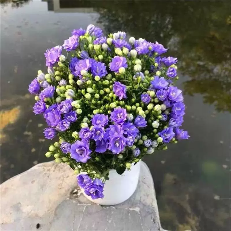 Датский колокольчик, цветок в горшке, комнатное растение с цветочными бутонами, двойное лепесток, рассада цветов Монро, балкон, двор, четырехсезонные цветы и зеленые растения