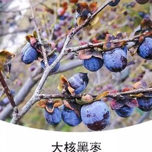 种君迁子软枣树苗嫁接无核黑枣苗南北方种植盆栽地栽当年结新品种