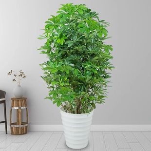 Bafanglaicai Duck Foot Wood Evergreen Office Balcony Green Plants Potted Florals Fortune Saplings Fortune Tree