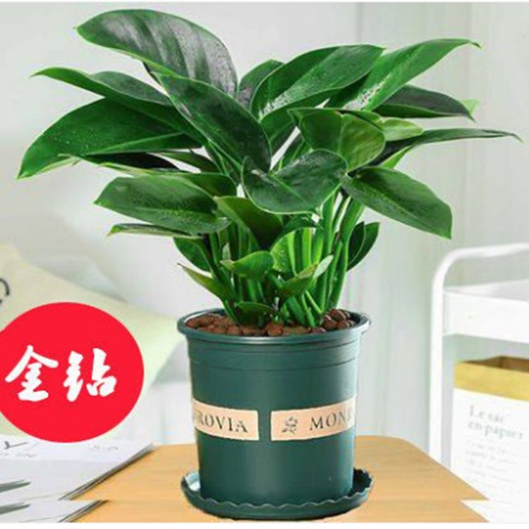 美国库拉索芦荟苗美容院芦荟灌肤专用盆栽食用新鲜室内大芦荟植物 报价 阿里巴巴