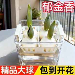 ������N��ˮ�໨�ܶ�ֲ�@�҃��ļ��N������ֲ�ﻨ������ˮ�B�û�